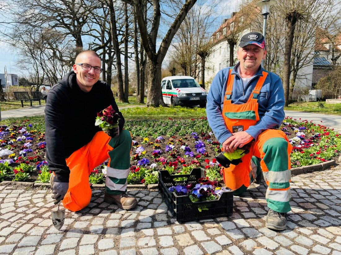 Weiden. Die Stadtgärtnerei startet nach dem Winter mit Pflanzarbeiten auf rund 600 m² und setzt mehr als 20.000 Frühlingsblüher. Die Beete verschönern das Stadtbild und fördern zugleich die Artenvielfalt.