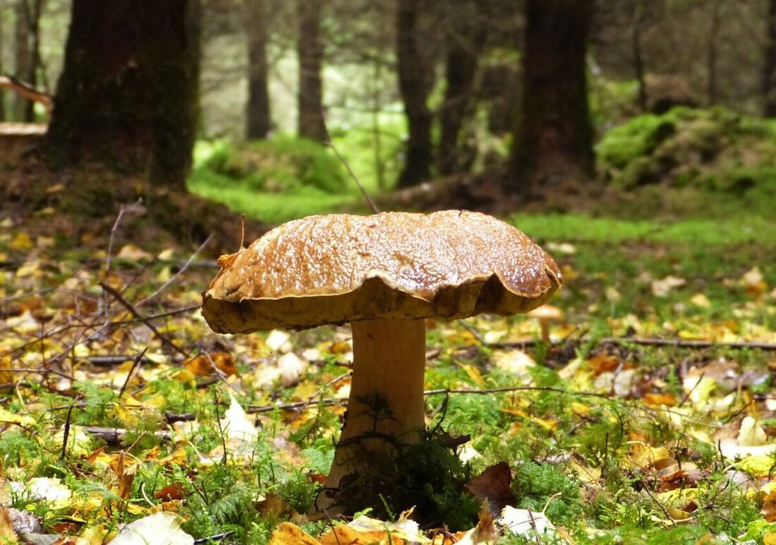 Tännesberg. Pilzexkursion am Geologischen Lehrpfad am 5. Oktober 2025 von 8.30 bis 11 Uhr. Die Teilnahme ist kostenfrei und eine Anmeldung bis 2. Oktober ist erforderlich.