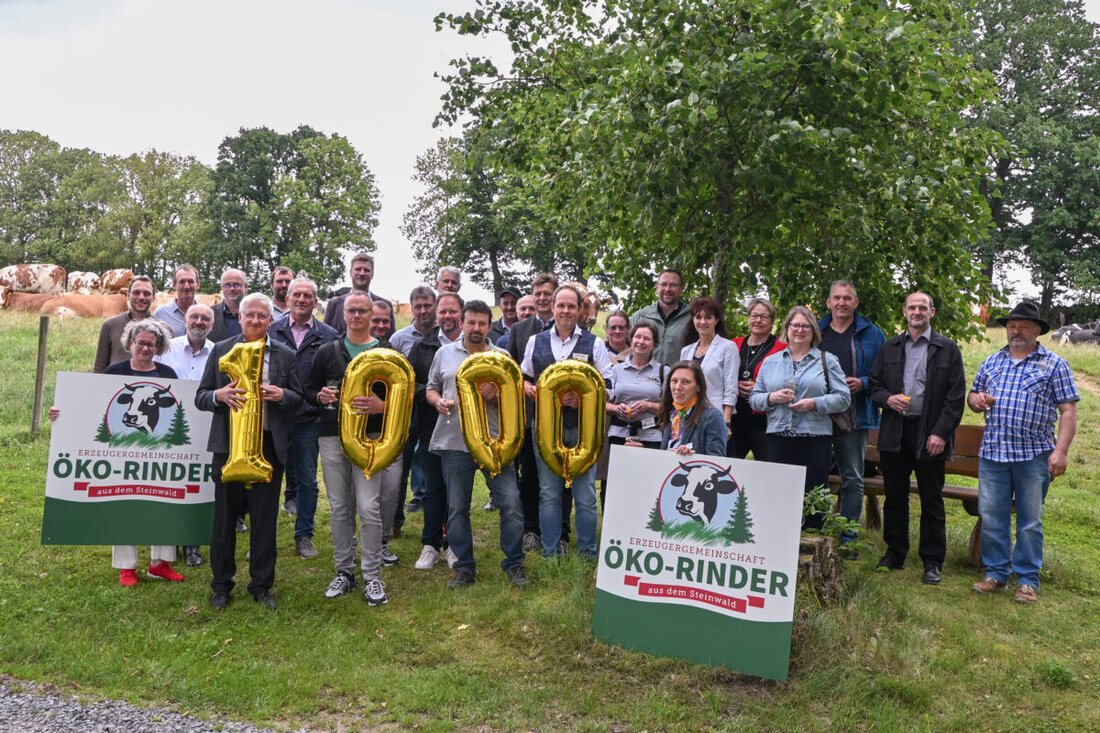 Reuth bei Erbendorf. Die Erzeugergemeinschaft „Öko-Rinder aus dem Steinwald“ hat Grund zum Feiern: Im Juli 2025 wurde das 1.000ste Bio-Rind vermarktet – ein bedeutender Meilenstein für die 2019 gegründete Initiative, die sich der fairen und regionalen Vermarktung von Bio-Rindfleisch in der Öko-Modellregion Steinwald verschrieben hat. 