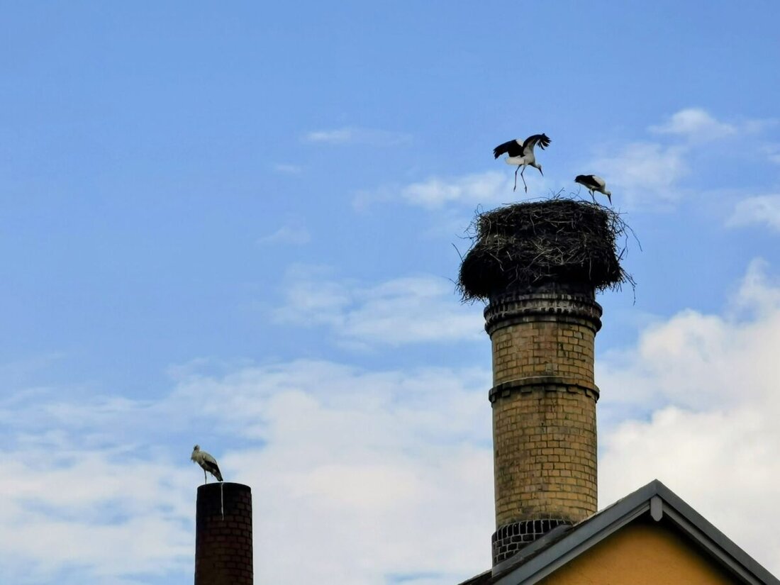Eslarn. Der Storchenhorst am Kommunbrauhaus ist verwaist, die Familie zog in den Süden und 2024 meldet Bayern mit 1300 Brutpaaren Rekord, vor Ort gab es 26 Jungstörche von 2012 bis 2025.