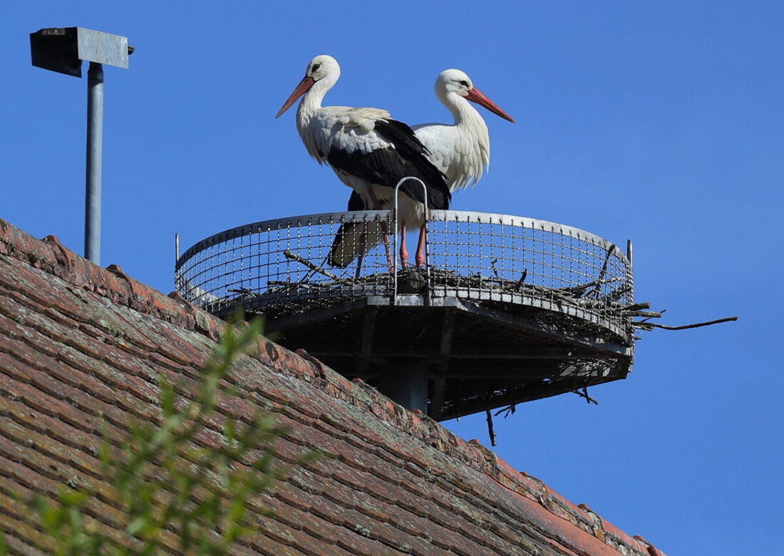Etzenricht. Nach sieben Jahren wird der verwaiste Storchenhorst auf dem Pfisterhof wiederbelebt und lässt baldigen Nachwuchs erwarten. Ein Pärchen Störche baut gemeinsam am Nest, unterstützt durch Maßnahmen wie die Biotop-Wiederherstellung.