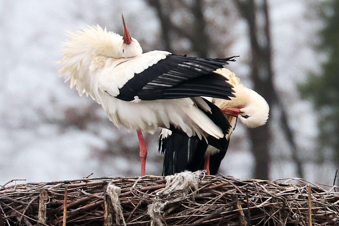 Floß. Das bekannte Storchenpaar hat sich wieder auf dem Mast bei der Spezialtiefbaufirma Gollwitzer GmbH niedergelassen und zeigt seit Montagmittag Zuneigung. Die Rückkehr der Störche findet zunehmend früher statt, vermutlich wegen des Klimawandels.