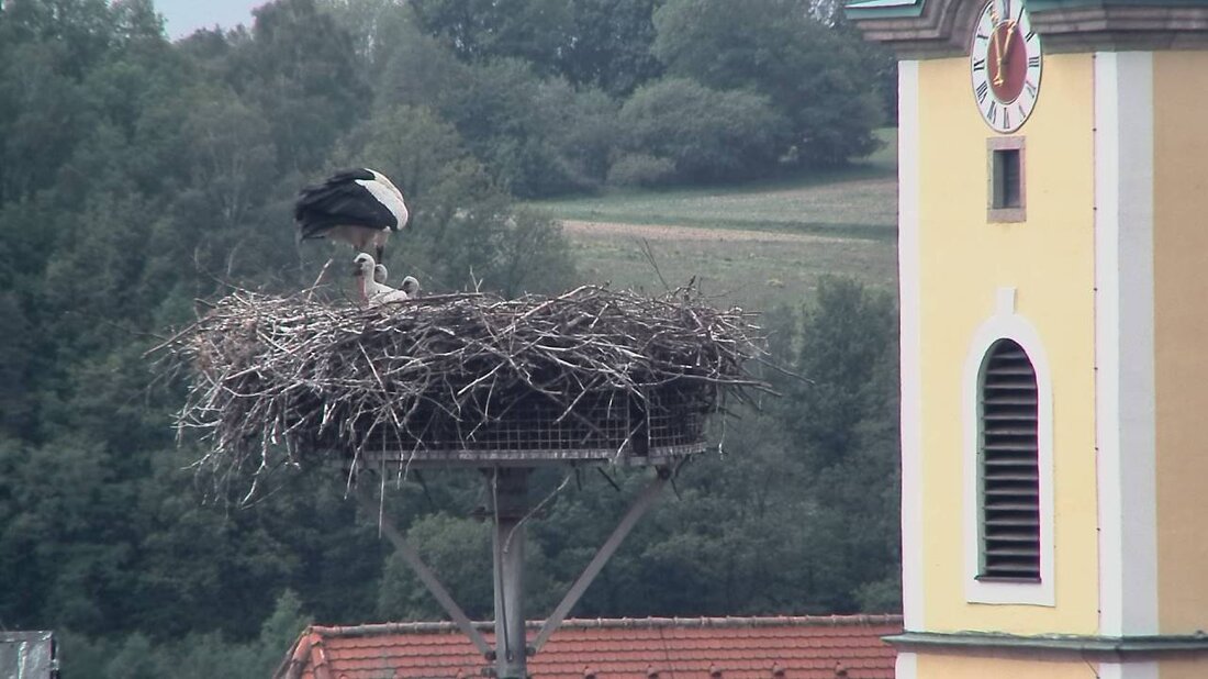 Neustadt/WN. Da waren es doch drei! Im Storchenhorst in Neustadt/WN hat sich doch glatt ein drittes Storchküken versteckt.  Werner Arnold hat einen Schnappschuss der drei Storchkinder festhalten können. “Es sind [&hellip;]