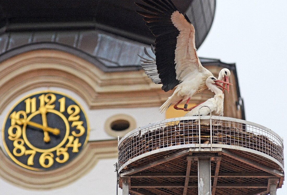 Weiden. Pünktlich zum Frühlingsanfang begann das Storchenpaar im neuen Nest auf dem Dach des Alten Schulhauses in Weiden mit der Familienplanung. Lange mussten die Weidener Storchenfreunde in diesem Jahr auf [&hellip;]