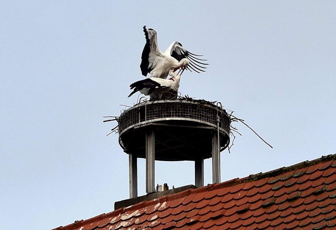 Weiden. Das Weidener Storchenpaar macht sich an die Familienplanung!  Von Jürgen Wilke  Jetzt ist auch der zweite Weißstorch in Weiden gelandet. Während das Storchenmännchen bereits am 31. Januar (so früh [&hellip;]