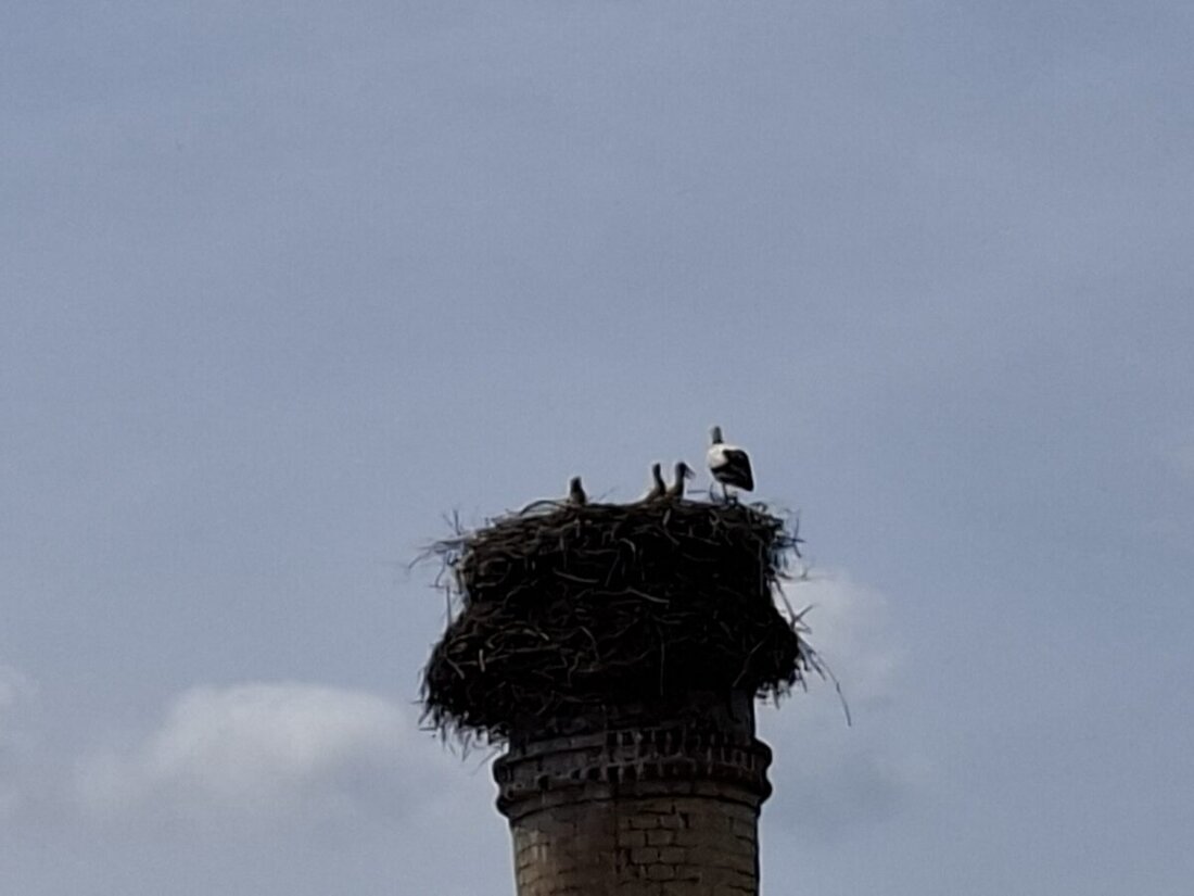 Eslarn. Über dem Kommunbrauhaus wachsen derzeit drei Jungstörche heran. Sie stehen für das Miteinander von Naturschutz, Tierschutz und Brautradition und machen die Symbiose von Kultur und Natur sichtbar.