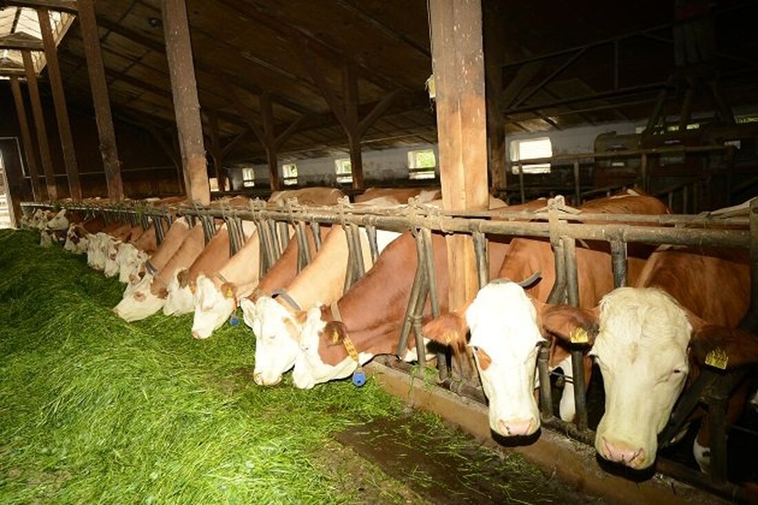 Pleystein. Corona-bedingt führte die Molkereigenossenschaft ihre Jahreshauptversammlung per Mail durch. Geschäftsführer Hubert Schmid präsentierte die wichtigsten Kennzahlen. Besonders auffallend ist die Strukturveränderung bei den Milchbauern. 