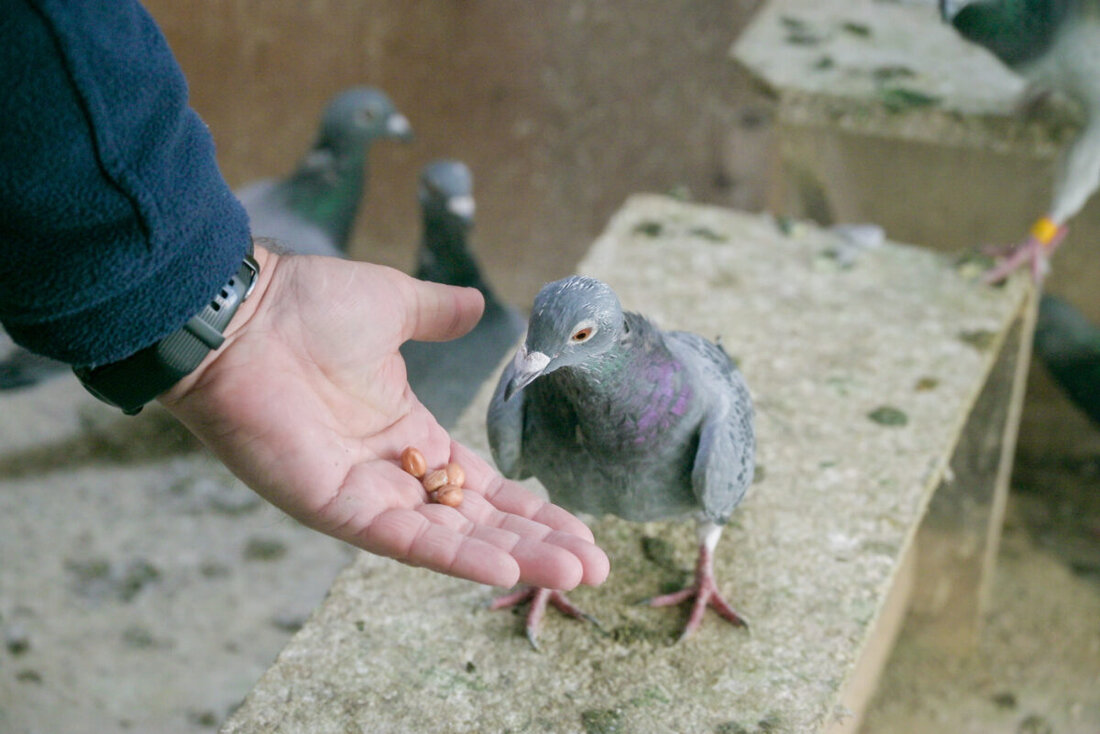 Weiden. Ein offener Brief begleitet die Stadtratssitzung amheutigen Donnerstag zu Stadttauben. Er warnt vor einem Fütterungsverbot und wirbt für Taubenhäuser nach Augsburger Modell, gestützt auf Recht, Medizin und Ethik.