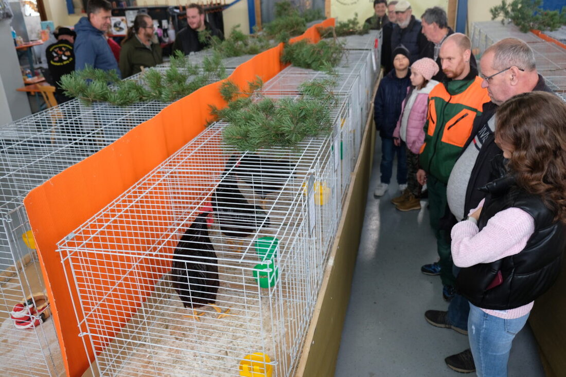 Tremmersdorf. Kleintierzüchter aus Tremmersdorf und Speinshart zeigten auf ihrer Lokalschau züchterische Klasse, bestätigt durch hohe Bewertungen von drei Preisrichtern. Die Veranstaltung markiert einen erfolgreichen Neuanfang nach Corona und Vogelgrippe.