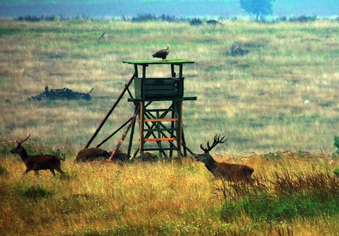 Schwandorf. Ab 1. April 2026 gilt in Bayern zum Start des neuen Jagdjahres ein neues Jagdrecht. Die untere Jagdbehörde informiert über frühere Schusszeiten, mehr Freiheit bei Rehwild sowie Regeln zu Wolf und Goldschakal.