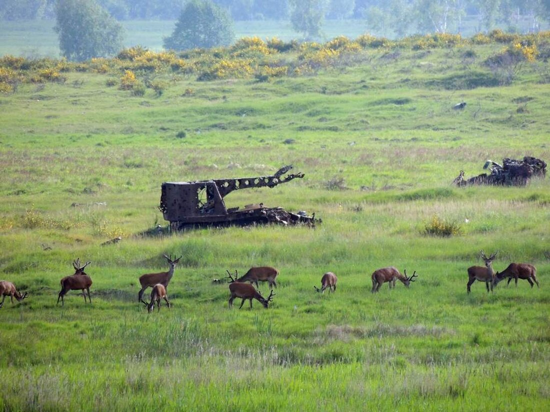 Grafenwöhr. Militär und Natur sind kein Widerspruch. Einblicke in die Biodiversität rund um Grafenwöhr. 