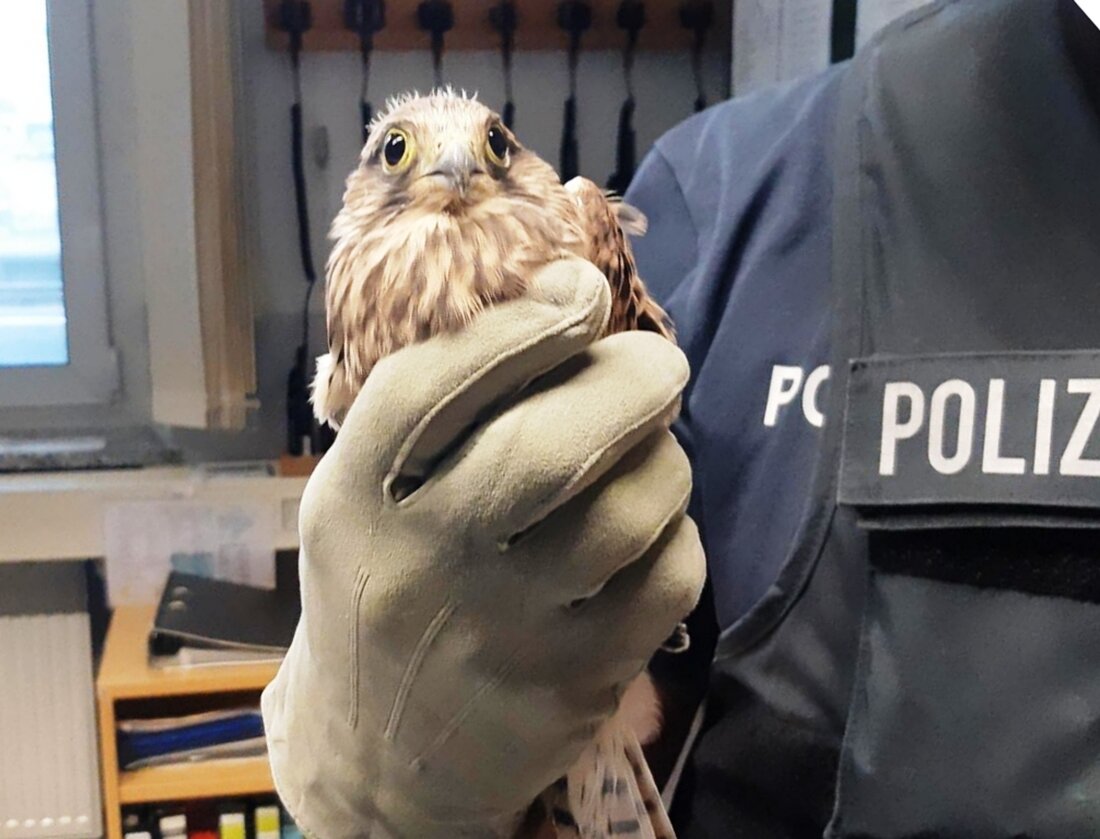Weiden. Die Polizei, dein Freund und Helfer: Das gilt nicht nur für Menschen, sondern wohl auch für Tiere. Letzte Woche retteten zwei Bundespolizisten und eine Frau einen in Not geratenen [&hellip;]