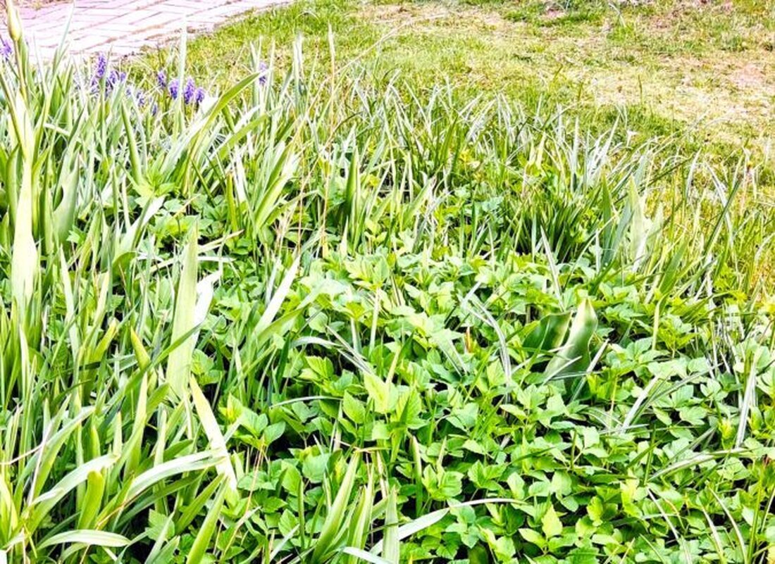 Pechbrunn. Im wilden Garten von Maria Müller entdecken Besucher essbare Wildkräuter wie Giersch und Brennnessel und lernen Merkmale, Inhaltsstoffe sowie die Nutzung in der Küche. Zum Schluss gibt es Kräuterbutter und Kostproben.