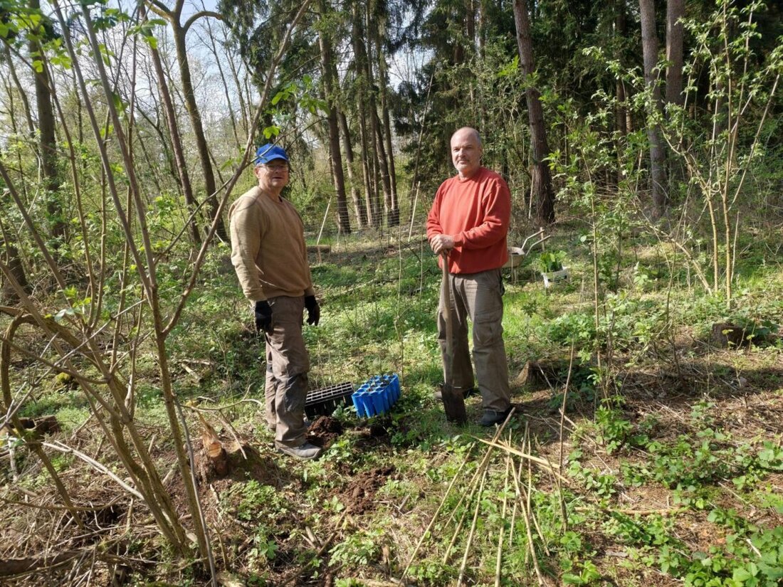 Kirchenthumbach. Die Ortsgruppe des Bund Naturschutz setzt ihr Projekt im Steinbruch Kerschgraben bei Sommerau fort: Waldumbau mit 160 Meter Wildschutzzaun. Gepflanzt wurden Elsbeere, Speierling, Weißtannen und zwei Esskastanien.