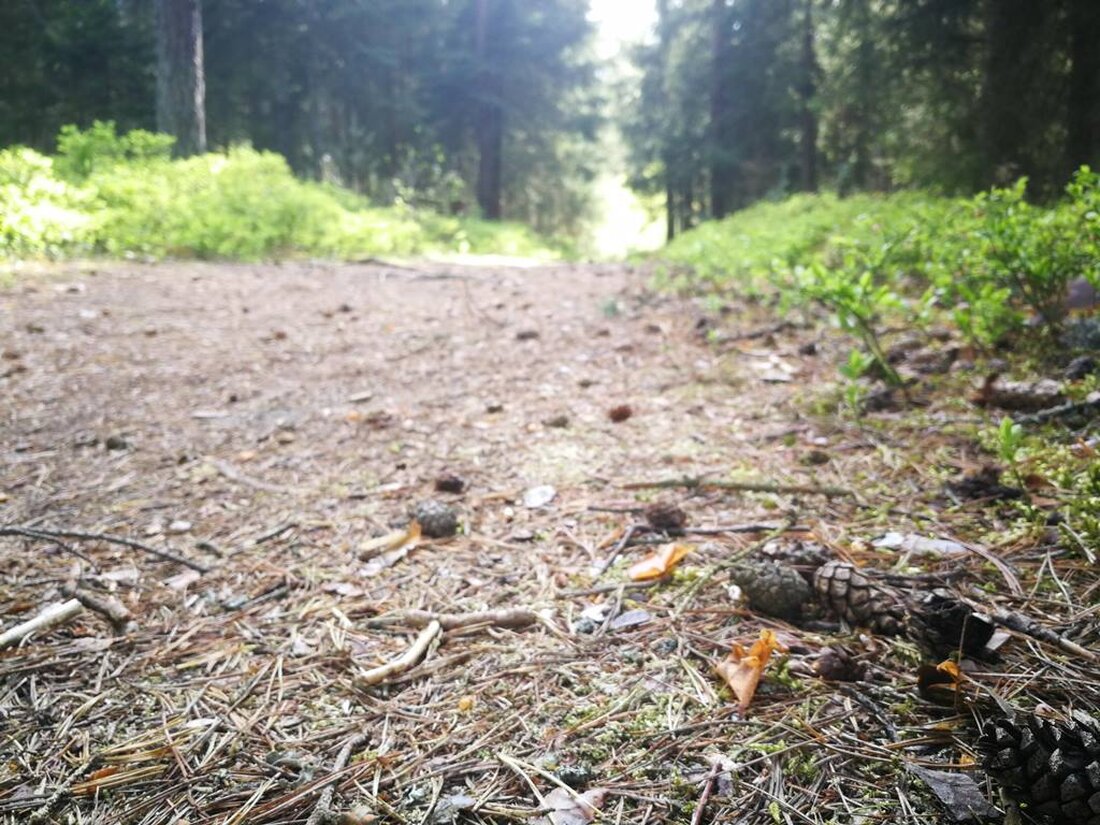 Luhe-Wildenau. Briefe im Wald haben bei Luhe für Wirbel gesorgt. Die Polizisten und der Jäger, der die kuriosen Nachrichten entdeckt hat, haben schon das Schlimmste erwartet – dabei war der [&hellip;]
