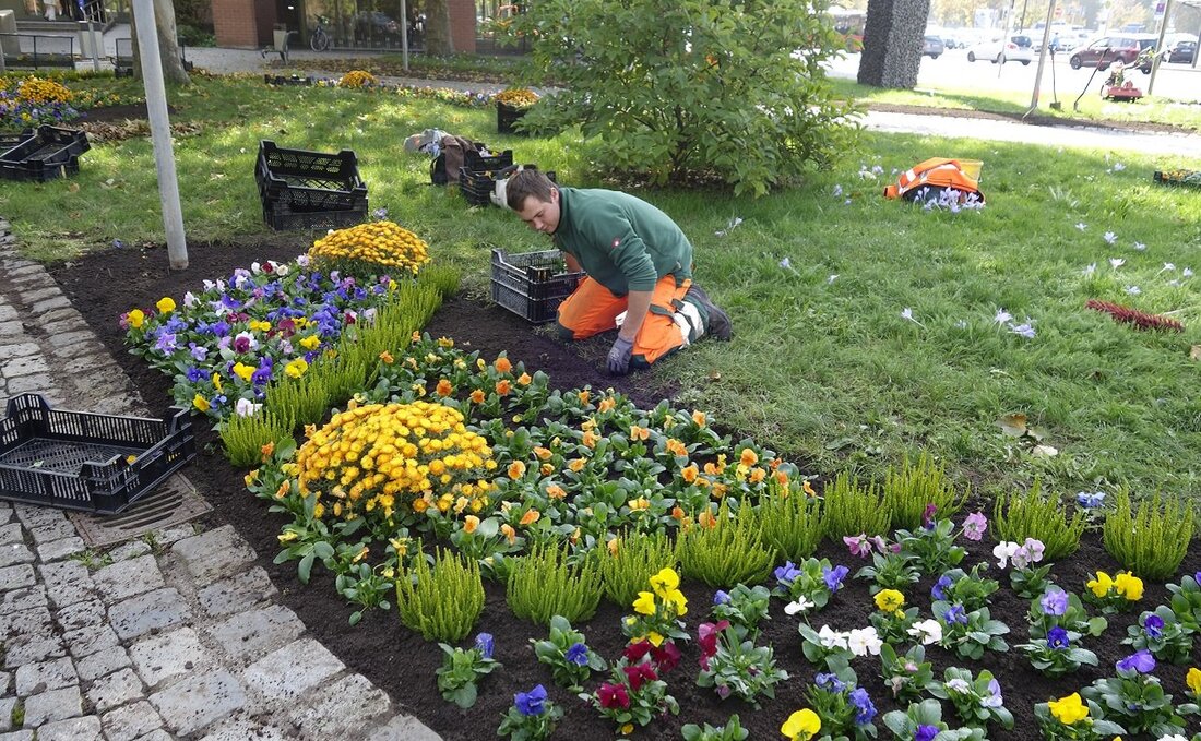 Weiden. Die Mitarbeiter der Stadtgärtnerei Weiden starteten mit der Herbstbepflanzung vor dem Neuen Rathaus. “Sie bringen glanzvolle Farbakzente in die teils tristen Herbsttage. Außerdem lassen sie bereits Vorfreude auf den [&hellip;]