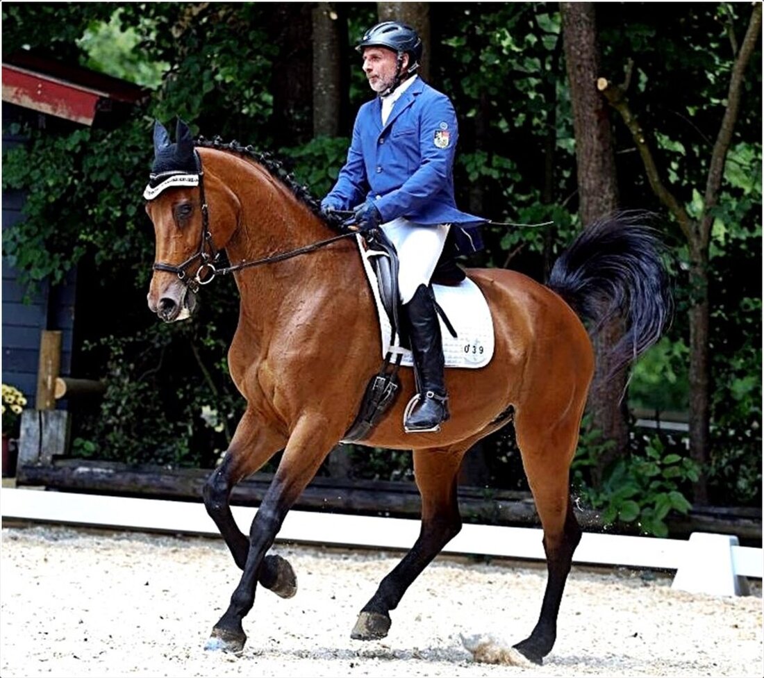Weiden. Vom 11. bis 13. Juli findet das Sommerturnier des Reitclubs Weiden statt, mit Dressur, Springen und einer familiären Atmosphäre. Nach der Absage im Vorjahr kehrt das Event mit neuem Schwung zurück und bietet ein sportliches Programm mit kulinarischen Angeboten.