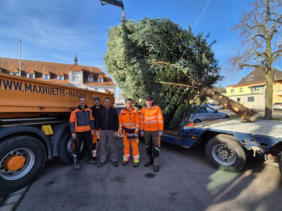 Maxhütte-Haidhof. Wunderschöne Christbäume zieren Maxhütte-Haidhof zur Weihnachtszeit, darunter eine 15 Meter hohe Edeltanne am Rathausvorplatz, gespendet und transportiert von lokalen Familien und Firmen.