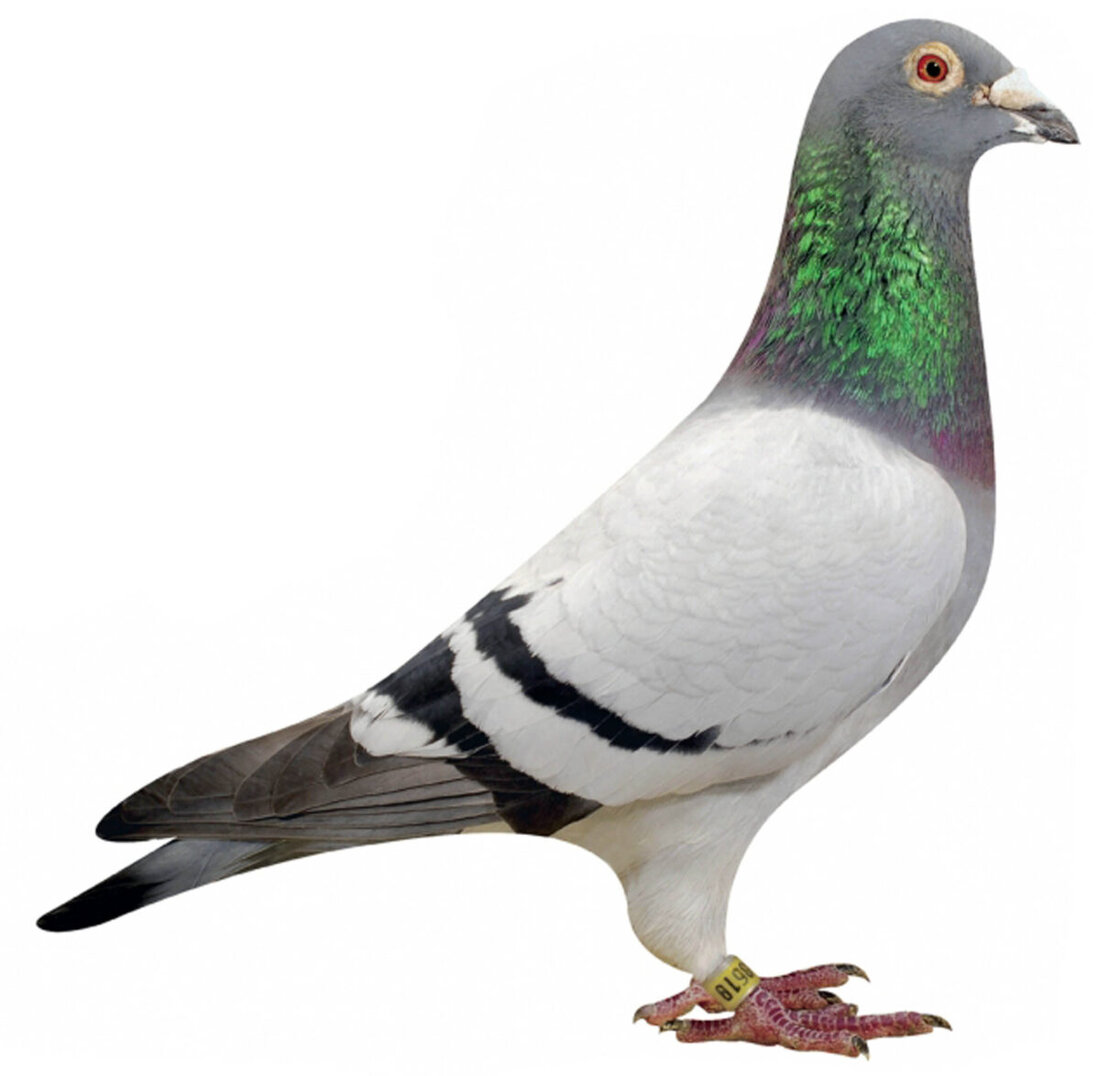 Hirschau/Weiden. Aufgrund der Wetterbedingungen wurde der Brieftauben-Wettflug von Tholey auf Pfingstmontag verschoben, alle 575 Tauben fanden heim. Die schnellste Taube legte 375 Kilometer mit fast 100 km/h zurück.