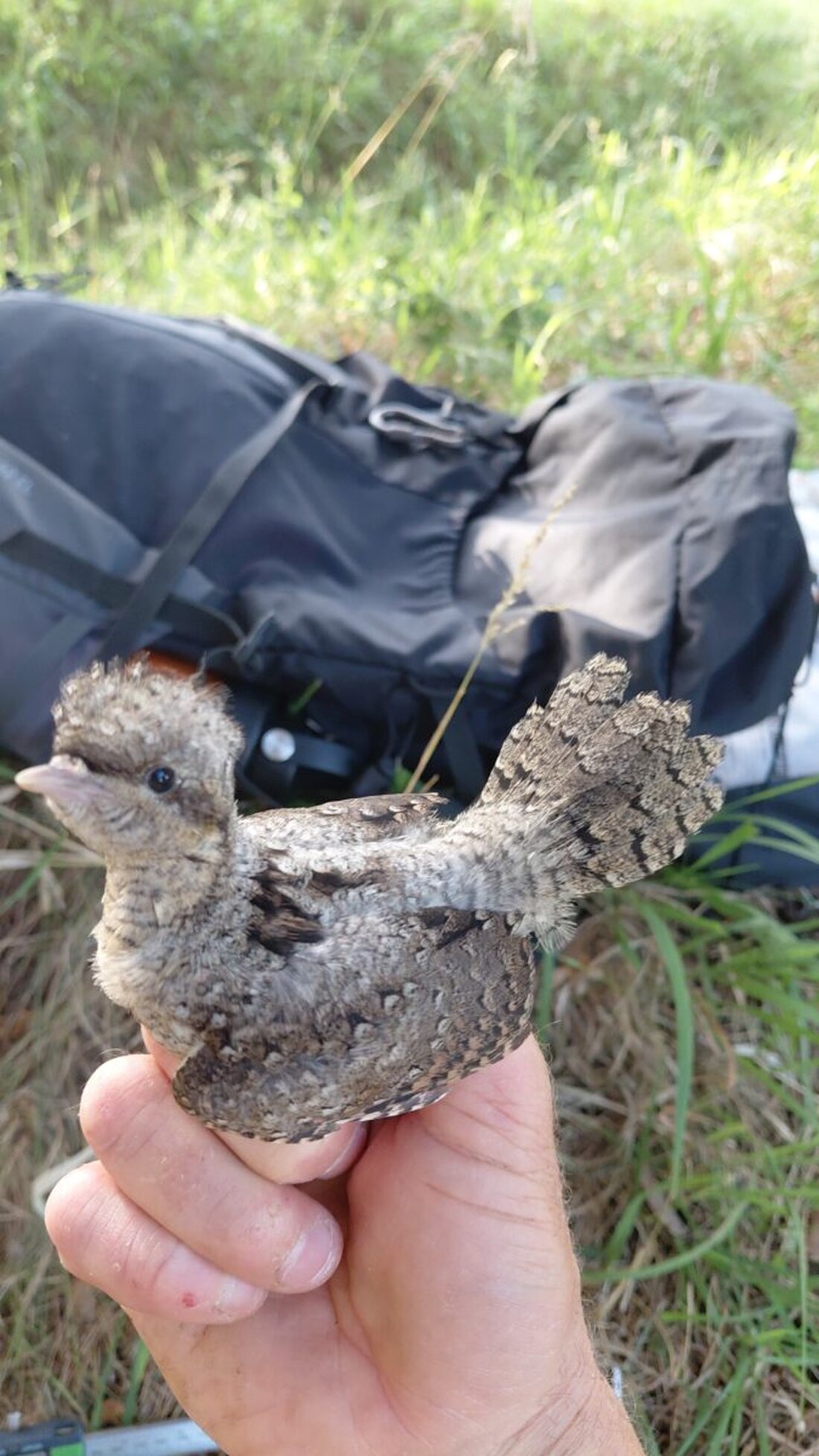 Schmidmühlen. Der Golfclub wird Rückzugsraum für den vom Aussterben bedrohten Wendehals. Nistkästen des Naturparks Hirschwald halfen: Der Vogel brütete hier und zog drei Jungvögel groß; im Sommer hofft man auf Rückkehr.