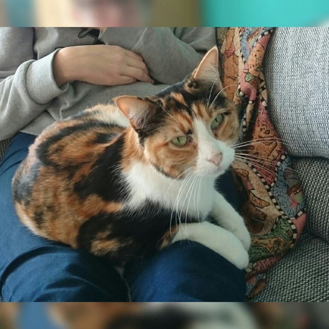 Kemnath. Am Samstag ist einer jungen Frau ihre Katze entwischt: Die Wohnungstüre war offen und die Katze weg. Hat sie jemand gesehen? Die Mietze ist am Samstag Abend aus der [&hellip;]