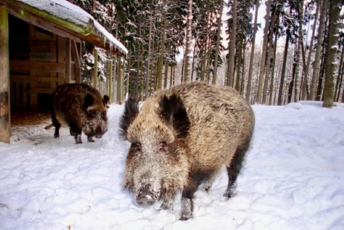 Neunburg vorm Wald. Eine ganze Rotte Wildschweine auf der Straße, der letzte von einem Lkw erfasst – rund um den Eixendorfer Stausee wurde es brenzlig. 