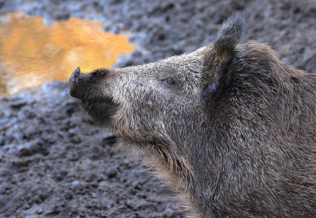 Schwandorf. Am 30. April 2025 findet eine Schulung zur Entnahme von Trichinenproben bei Wildschweinen für Jäger im Landratsamt statt. Vorherige Anmeldung und ein Kostenbeitrag von 10 Euro sind erforderlich.