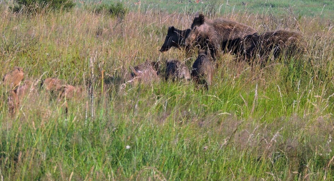 Neustadt/WN. Mit einer Abschussprämie für männliche und weibliche Wildschweinfrischlinge will die CSU-Kreistagsfraktion eine weitere Prävention gegen die Afrikanische Schweinepest (ASP) bewirken und gleichzeitig Wildschäden minimieren. Der Antrag soll schon in [&hellip;]