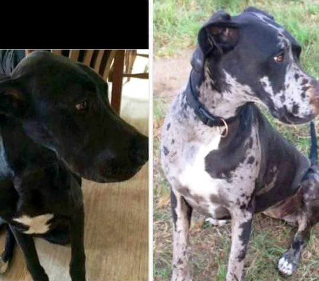 Gmünd. Heute Mittag haben wir einen Beitrag zu zwei vermissten Doggen veröffentlicht. Christin Heumüller sucht nach familiären Differenzen ihre beiden Doggen Baby und Raven. Laut Heumüller hat ihr Ex-Mann die Hunde [&hellip;]