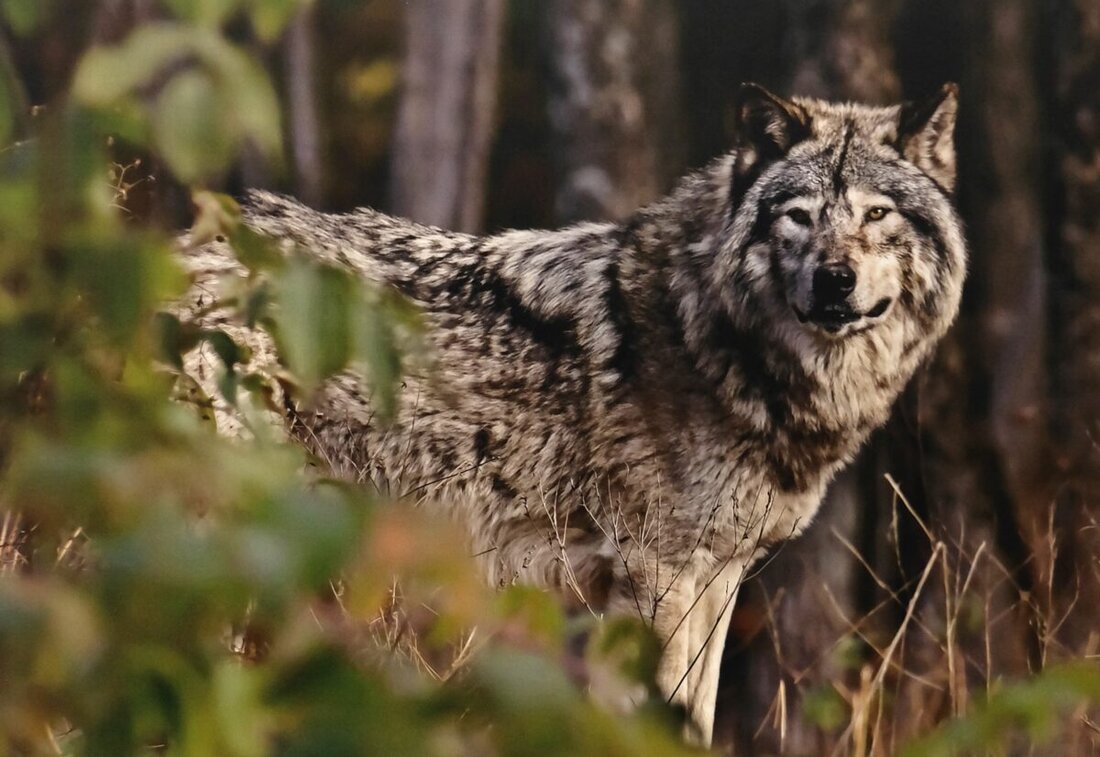 Kirchenthumbach. Ein offener Brief über das Wolf-Problem wurde an Behörden und Presse verschickt, um die Sorgen der Bevölkerung und Tierhalter zu kommunizieren.