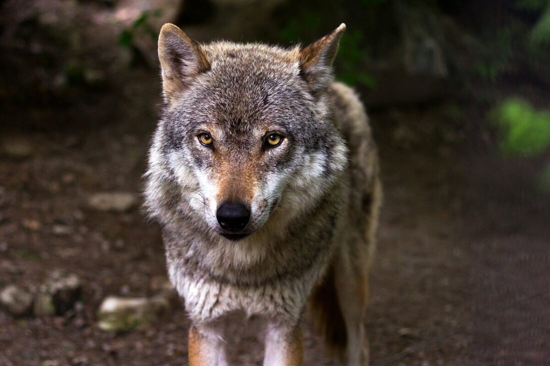 Nordoberpfalz. Bei kaum einem anderen Tier gehen die Meinungen so weit auseinander wie bei ihm: dem Wolf. Was denkt ihr darüber?