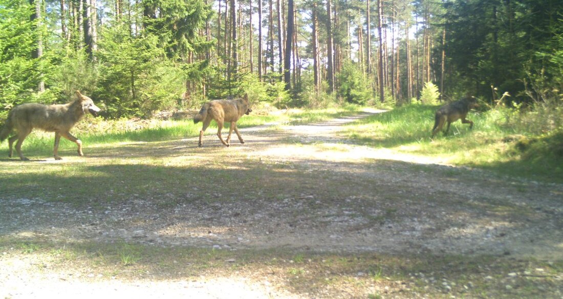 Grafenwöhr/Hütten. Innerhalb von nicht einmal einer Woche kamen bei Unfällen in der Nähe von Grafenwöhr und Hütten zwei Wölfe ums Leben. Die Polizei sucht derweil einen der Unfallverursacher. Innerhalb von [&hellip;]