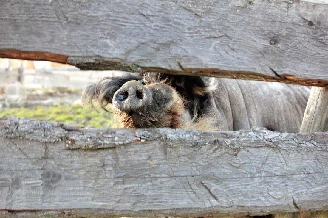 Nordoberpfalz. Im März bereiten Pflanzenliebhaber alles für das neue Erwachen des Lebens vor, egal ob auf dem Fensterbrett, dem Balkon oder im Garten. Allein schon, damit der Frühling sich willkommen fühlt.