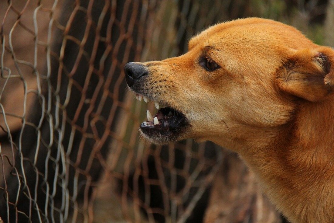 Tirschenreuth. Ein Rentner wurde beim Spazierengehen von einem Hund mit Maulkorb angefallen und schwer verletzt.  Am Sonntag Nachmittag ging ein Senior in Begleitung einer Bekannten im Bereich des Friedhofweges spazieren. [&hellip;]