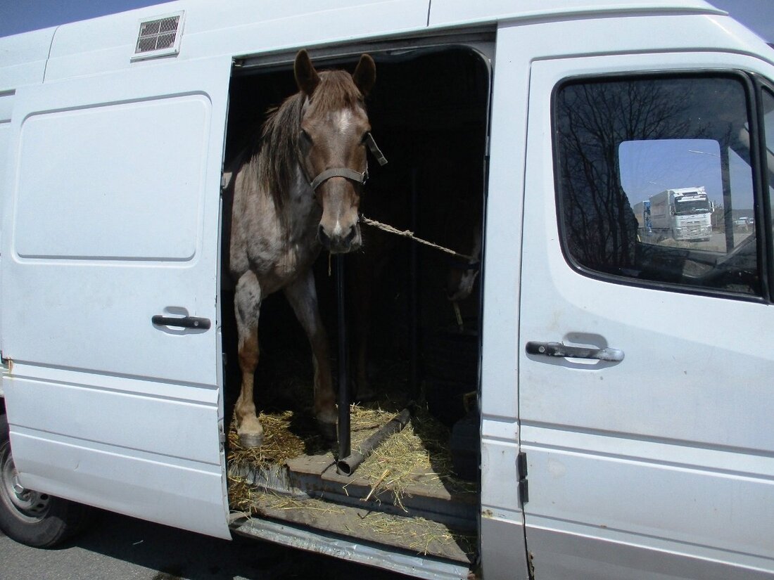 Waidhaus. Pferdeanhänger kennt jeder - aber habt ihr schon mal ein Pferd im Kleintransporter gesehen?
