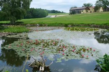 Seerosenteich bei Floß ist blühendes Paradies am Besinnungsweg