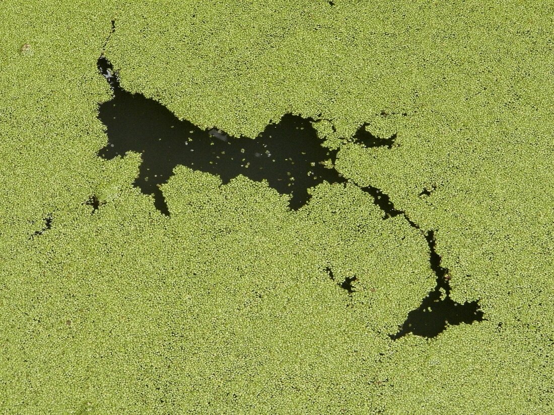 Tirschenreuth. Das Landratsamt Tirschenreuth warnt davor im Rothenbürger Weiher zu Baden. Dort haben sich Blaualgen verbreitet.  In diesem Gewässer kommt es zurzeit aufgrund einer hohen Nährstoffkonzentration zu einer sichtbaren Blaualgenentwicklung. Blaualgen [&hellip;]