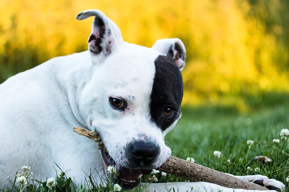 Nordoberpfalz. Anlässlich zum internationalen Welthundetag suchen wir den schönsten Hund der Nordoberpfalz. Mach mit bei unserem Fotowettbewerb und setze deinen Hund in Szene!