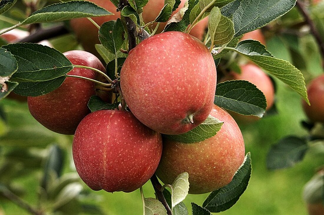 Weiden. Über diese Ankündigung der Stadt Weiden dürften sich Obstliebhaber freuen: Ab sofort ist es den Bürgern erlaubt, bei Einhaltung gewisser Vorschriften, von Bäumen aus bestimmten Grünanlagen Obst zu ernten.  [&hellip;]