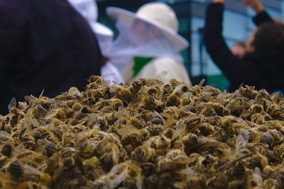 Nordoberpfalz. Ein Rechtsexperte erklärt, was beim Halten von Bienen und beim Umgang mit Wespen rechtlich gilt. Es geht um Balkonverbote, Nachbarsrechte, Schutzregeln und wer für Schäden zahlt.