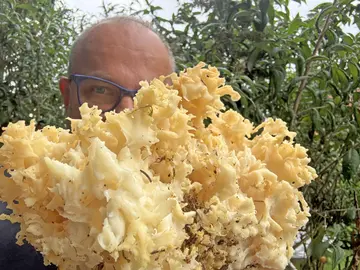 Mit Schwammerl ist es derzeit schwierig. Pilzexperte warnt vor großen Erwartungen