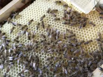 Monatstreffen im Bienenheim in Weiden zu Wachs und Insektenhotel