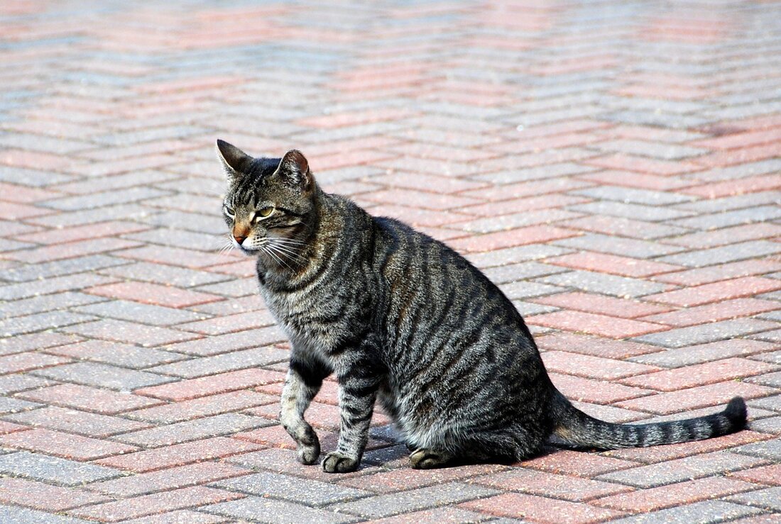 Weiden. Ein Mann (46) bremste einer Katze zuliebe. Eine nachfolgende Autofahrerin reagierte zu spät und krachte in ihre Vorderfrau. Zwei Verkehrsteilnehmerinnen (21 und 37) aus der Landkreismitte und ein weiterer [&hellip;]