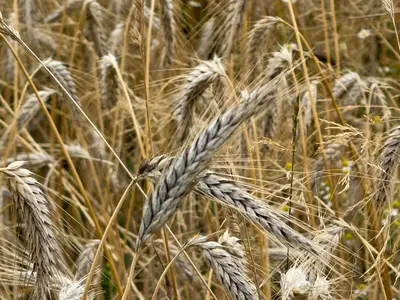August 2026: Brauchtum, Namenstage, Wetter und Himmel über der Oberpfalz