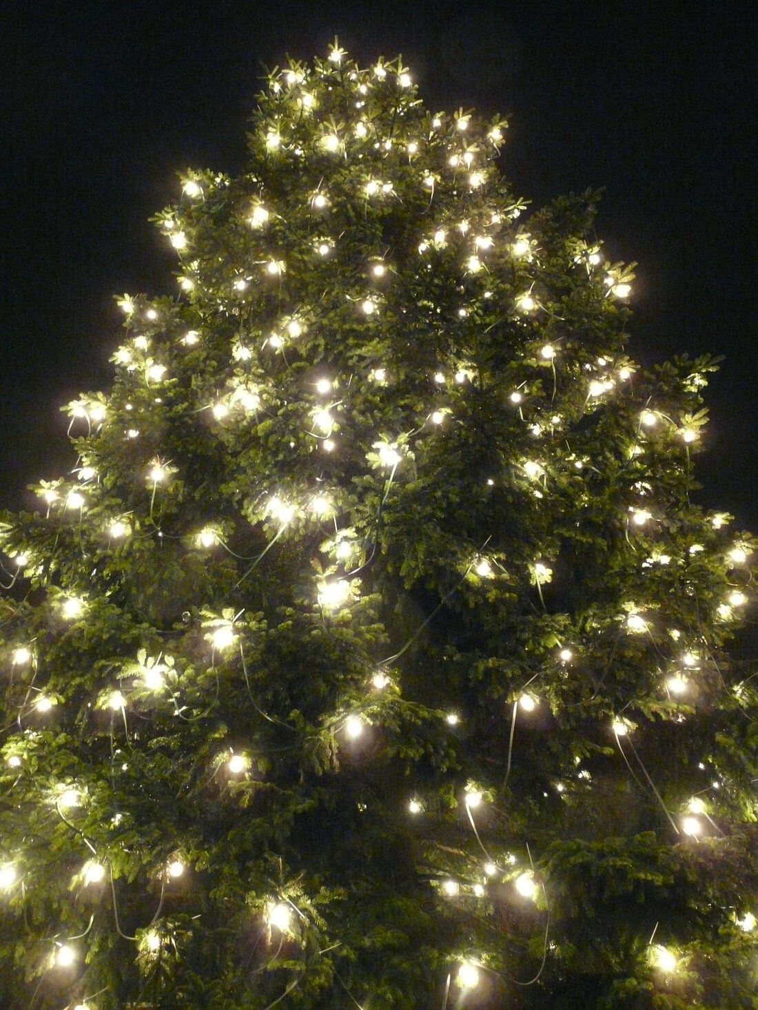 Weiden. Heute in zwei Wochen ist es soweit: Die Christbaumabfuhr steht an. Die Stadt Weiden weist darauf hin, die Bäume in der dritten Kalenderwoche 2020 rechtzeitig und sichtbar bereitzustellen.  Ab [&hellip;]
