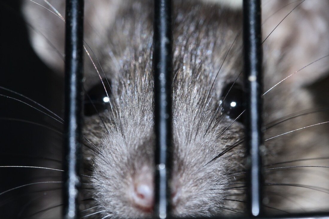 Weiden. Schon bald soll es in Weiden deutlich weniger Ratten geben. Grund dafür ist eine Schädlingsbekämpfungsfirma, die die Stadt vor den kleinen Tieren befreien will. Ab dem 21. August ist [&hellip;]