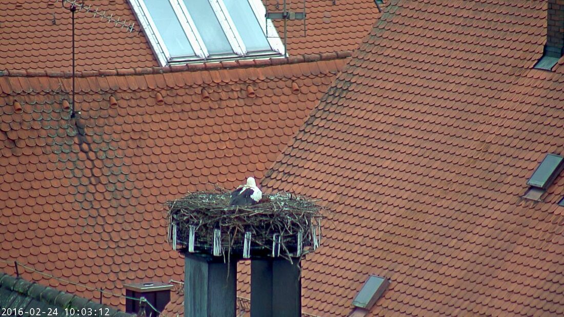 Weiden. In Neustadt/WN war es bereits letzte Woche soweit, nun ist der Storch auch nach Weiden zurückgekehrt. Extra dafür hat die Stadt wieder eine Webcam am Turm der St. Michael [&hellip;]
