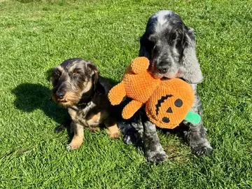 Oktober 2026 in der Oberpfalz: Halloween, Kirwa und Sternschnuppen