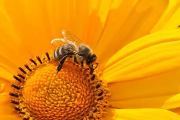 Monatstreffen in Waldthurn zur Einwinterung der Bienen