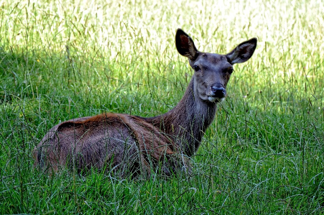 Konnersreuth. Am Sonntag wurden in der Nähe des Steinbruchs Hirschentanz Teile von Innereien eines Wildtieres gefunden.  Nun ermittelt die Polizei wegen Verdacht auf Jagdwilderei. Am Sonntag, den 09. Oktober wurden auf einer Waldwiese [&hellip;]